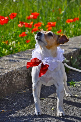 MATRIMONIO WEDDING DOG SITTER TIVOLI