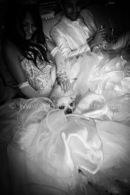 WEDDING DOG SITTER ROMA