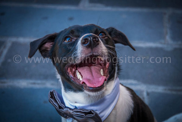 ACCESSORI MATRIMONIO PER CANI