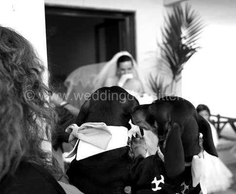 DOG SITTER MATRIMONIO A VITERBO MATRIMONIO A I DUE CIGNI
