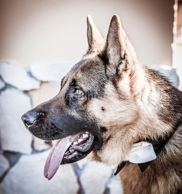 WEDDING DOG SITTER LAZIO FROSINONE