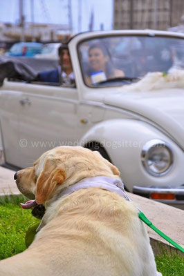 MATRIMONIO WEDDING DOG SITTER ROMA - CIVITAVECCHIA VILLA CERI