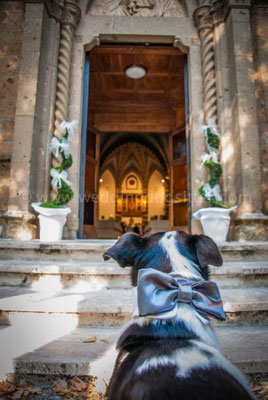 CANE IN CHIESA