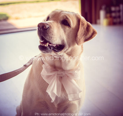 CANI DEI VIP MATRIMONI