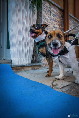 MATRIMONIO CON CANE TALSANO TARANTO