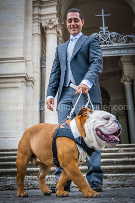 CANE BULLDOG AL MATRIMONIO A ROMA WEDDING DOG SITTER