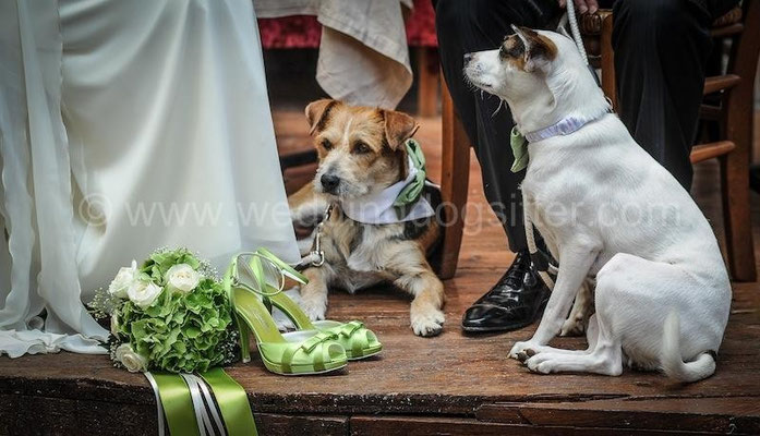 TEMA MATRIMONIO VERDE MELA CANI AL WEDDING TOR DE SORDI