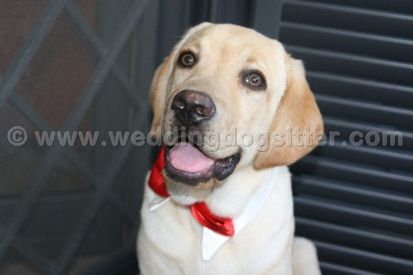 MATRIMONIO WEDDING DOG SITTER ROMA