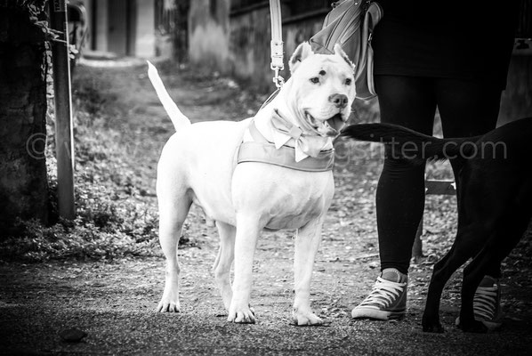 CANE AL MATRIMONIO CON LA WEDDING DOG SITTER ROMA