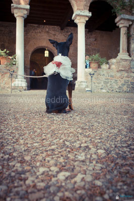 JUST MARRIED WEDDING DOG SITTER ROMA TENUTA SAN LIBERATO BRACCIANO