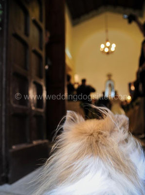 CANE AL MATRIMONIO WEDDING DOGSITTER ROMA CASTELLO ORSINI NEROLA