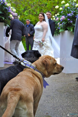 MATRIMONIO WEDDING DOG SITTER CAPUA