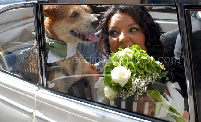 SPOSINA MAGGIOLINO BIANCO WEDDING DOG TOR DE SORDI