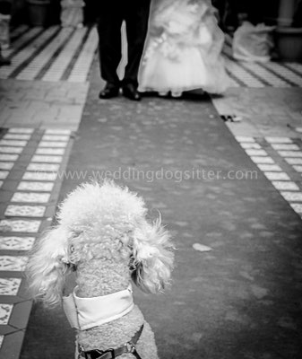 MATRIMONIO WEDDING DOGS SITTER NAPOLI