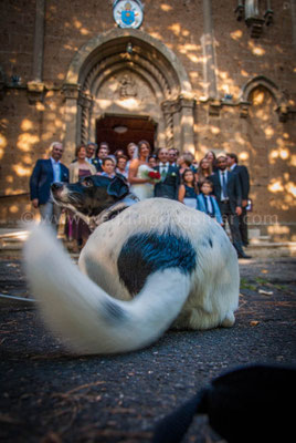 FOTO DAL PUNTO DI VISTA DEL CANE WEDDING DOG SITTER
