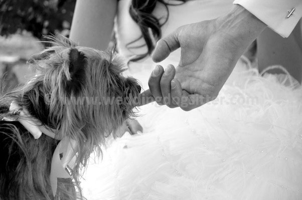 MATRIMONIO WEDDING DOG SITTER FIRENZE