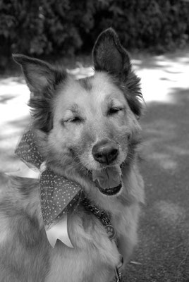 MATRIMONIO WEDDING DOG SITTER TOSCANA FIRENZE - GROSSETO