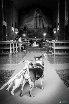 CANE PORTA LE FEDI PAGGETTO