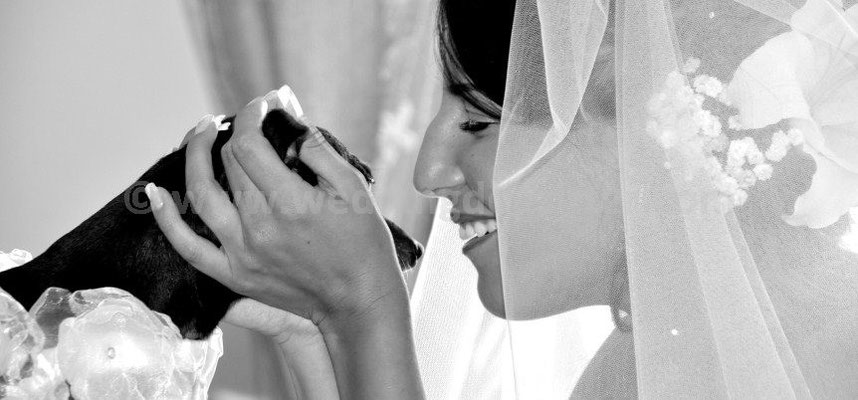 MATRIMONIO WEDDING DOG SITTER FANO PESARO URBINO