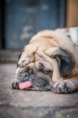 CARLINO AL MATRIMONIO CANE DELLA SPOSA WEDDING DOG SITTER