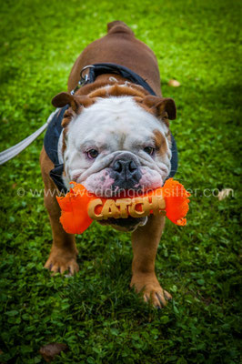 BULLDOG CON PAPILLON PER MATRIMONIO