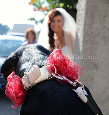 COLLARE PER CANE PER MATRIMONIO LA COLLINETTA ROMA