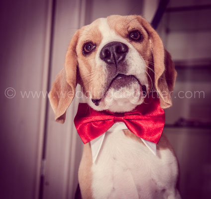 ACCESSORIO MATRIMONIO PER CANE PAPILLON