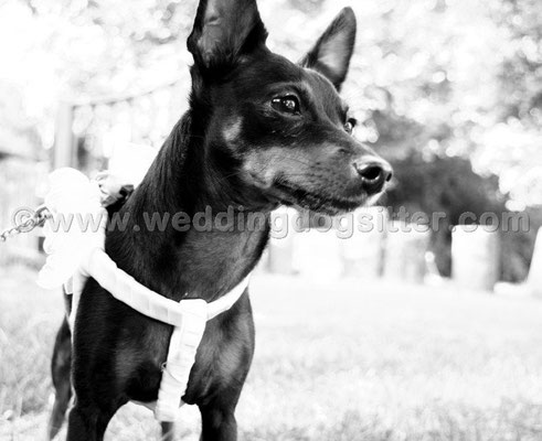 MATRIMONIO WEDDING DOG SITTER ROMA