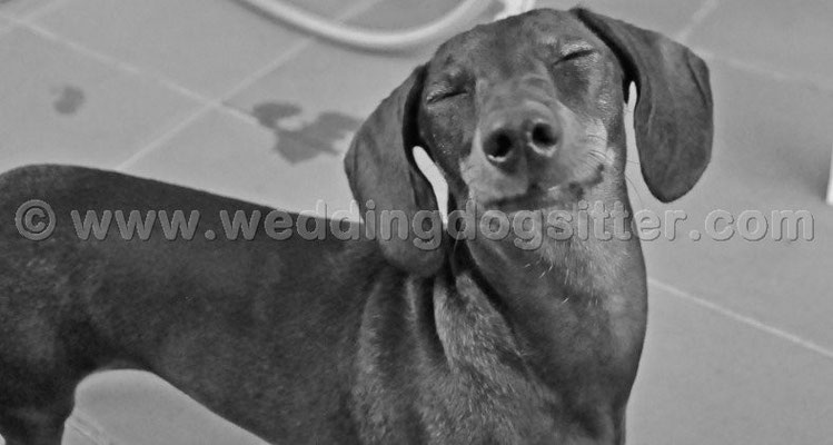 MATRIMONIO WEDDING DOG SITTER BRACCIANO