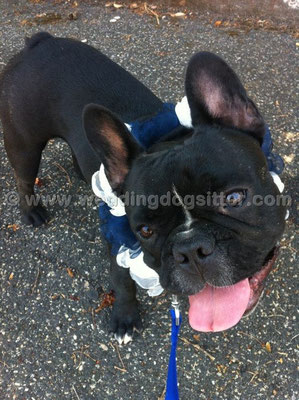 MATRIMONIO WEDDING DOG SITTER ROMA