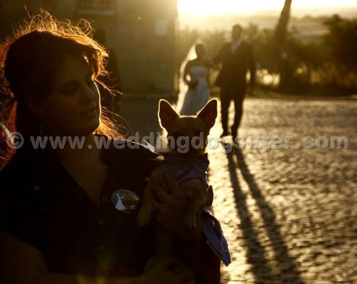 MATRIMONIO WEDDING DOG SITTER FROSINONE