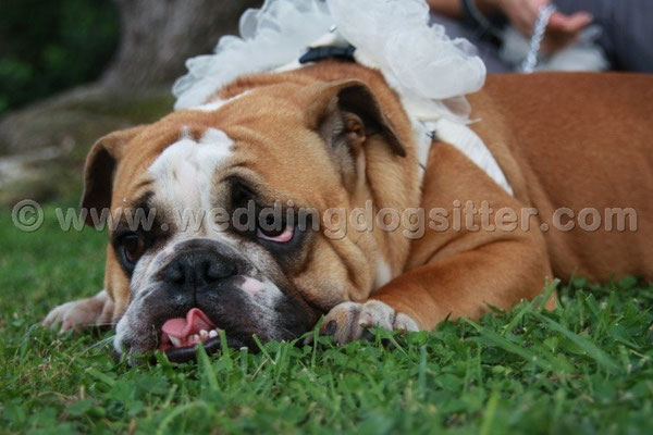 MATRIMONIO WEDDING DOG SITTER ROMA