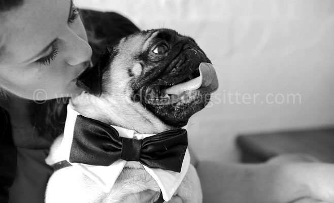 MATRIMONIO ACCESSORIO CANE WEDDING DOG SITTER PESCARA
