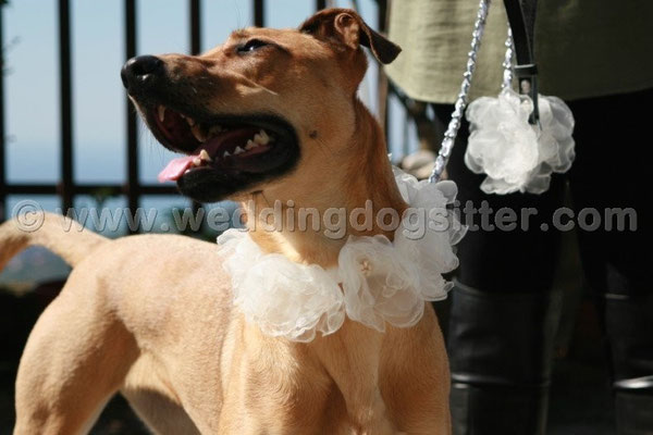 MATRIMONIO WEDDING DOG SITTER SALERNO