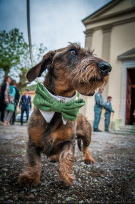 BASSOTTO CON PAPILLON PER MATRIMONIO ANTICA FATTORIA DI PATERNO