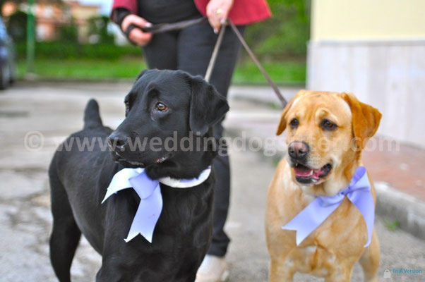 MATRIMONIO WEDDING DOG SITTER CAPUA
