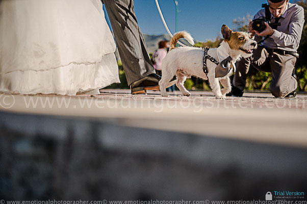 CANE CON SPOSI CASTELLO UTVEGGIO PALERMO