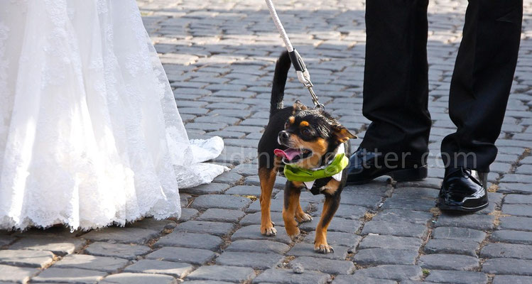 MATRIMONIO WEDDING DOG SITTER ROMA chihuahua VILLA BELLINI