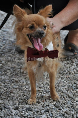 MATRIMONIO WEDDING DOG SITTER BOLOGNA