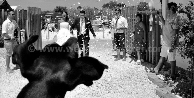 MATRIMONIO WEDDING DOG SITTER FANO PESARO URBINO