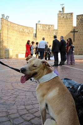 MATRIMONIO CON CANI WEDDING DOG SITTER ROMA Villa Fiorita