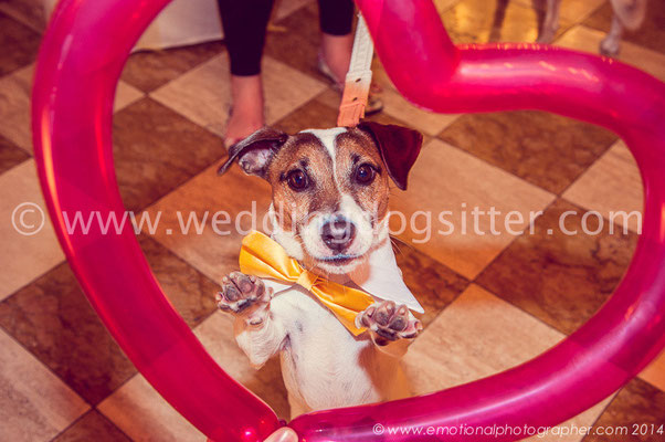 WEDDING DOG SITTER VENETO VENEZIA PADOVA TREVISO