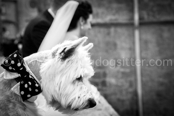 Foto dal punto di vista del cane al matrimonio