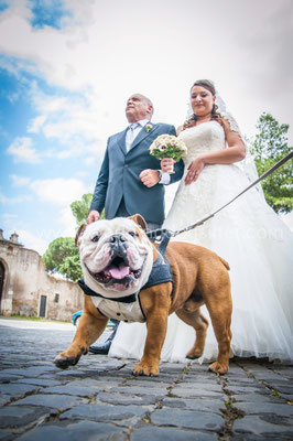 CANE AL MATRIMONIO A ROMA WEDDING DOG SITTER