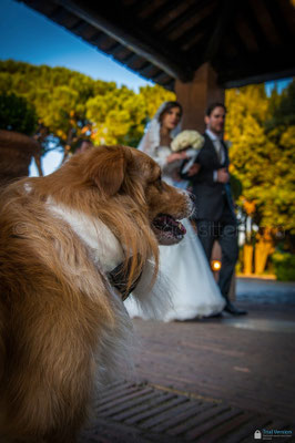 SPOSI DI ROMA CON IL CANE