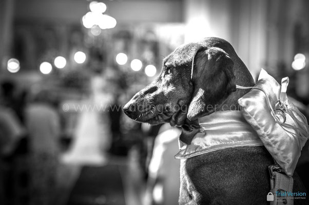IL CANE PUò ENTRARE IN CHIESA? PUO' PORTARE LE FEDI?