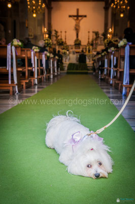 CANE IN CHIESA MATRIMONIO A NAPOLI VILLA CLERMONT