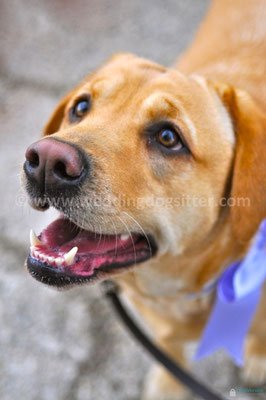 MATRIMONIO WEDDING DOG SITTER CAPUA