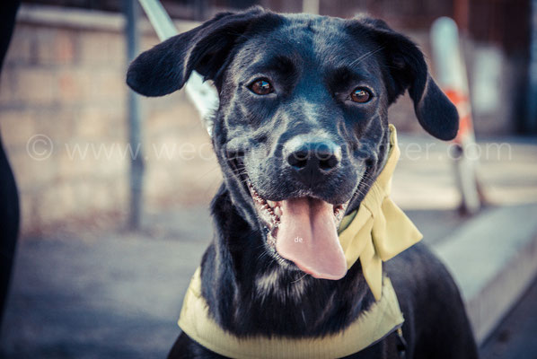ACCESSORI PER CANI PER MATRIMONIO
