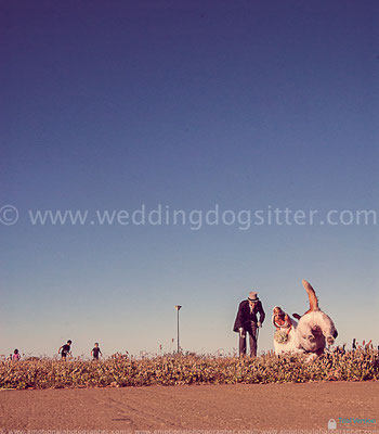 MATRIMONIO PALERMO CON IL CANE WEDDING DOG SITTER